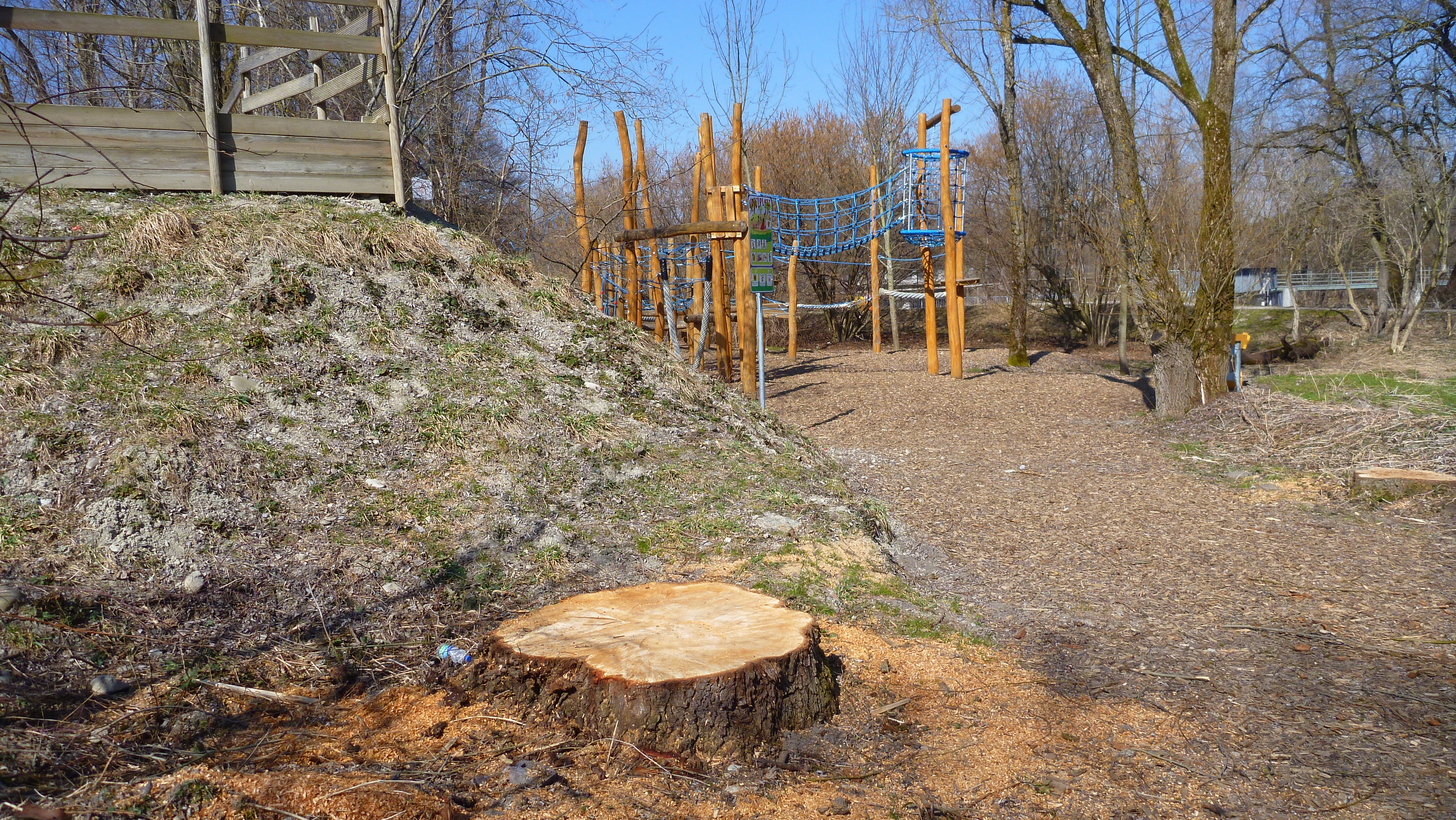 Baumstumpf am Wertachpark: Viele Weiden wurden gefällt ohne Neuanpflanzung auf dem Gelände.